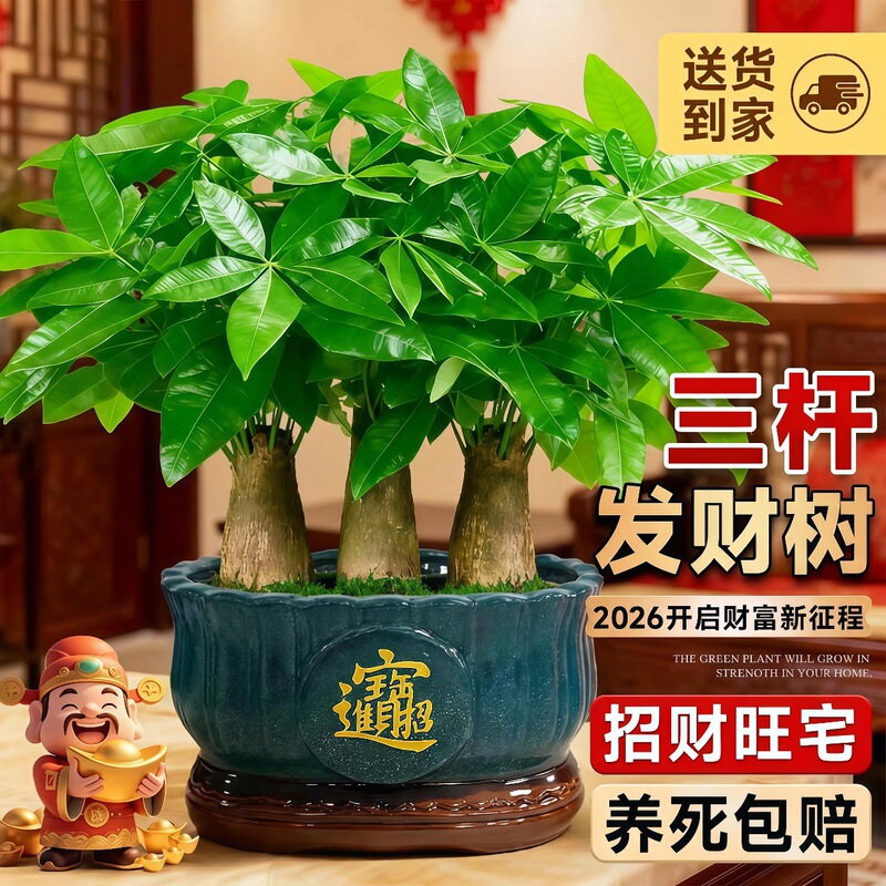 Three-Stem Money Tree Small Potted Plant Office Greenery Desktop Indoor Plant Evergreen All Year Round Easy to Care for Gift-Giving Three-Stem Money Tree Small Potted Plant Office Greenery Desktop Indoor Plant Evergreen All Year Round Easy to Care for Gift-Giving