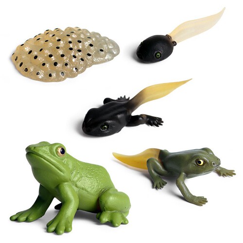 Cross-border simulation science and education solid insect animal growth cycle model snail frog growth cycle toy set
