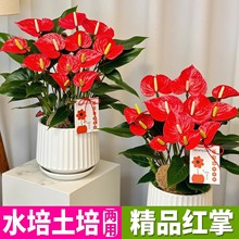 �t�����Ժ��B����ֲ��ˮ��t�ư��Ʒ����S��һ���L��҃ȾGֲ����