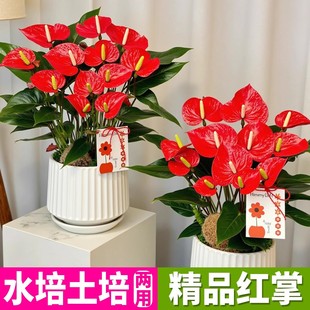 �t�����Ժ��B����ֲ��ˮ��t�ư��Ʒ����S��һ���L��҃ȾGֲ����