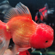 ��Ʒ����̩�{���~����ȹ��ˮ�^�p�~�ڽ��~��С�ͺ��B��