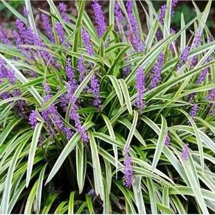 Phnom Penh Ophiopogon Japonicus Grass All Year Round Green Plant Courtyard Community Garden House Garden Lawn Greening Cold-Resistant Purple Flowers