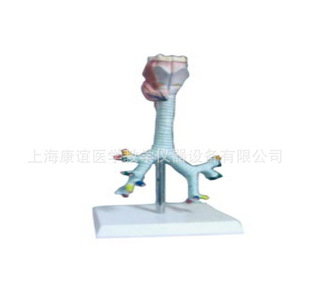 Kay-L1123 Lung Segment Bronchial Model Respiratory System Anatomical Model