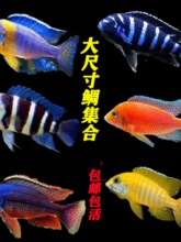 ����������ߴ���w�Ꭷ�^�p�~�R�����Ϳ��{���g���������{��ؔ��