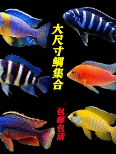 ����������ߴ���w�Ꭷ�^�p�~�R�����Ϳ��{���g���������{��ؔ��