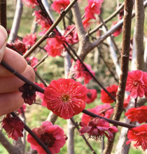 һ�����l����t÷������ԭ���t÷����ͥԺ�������Ԙ䘶�����_����