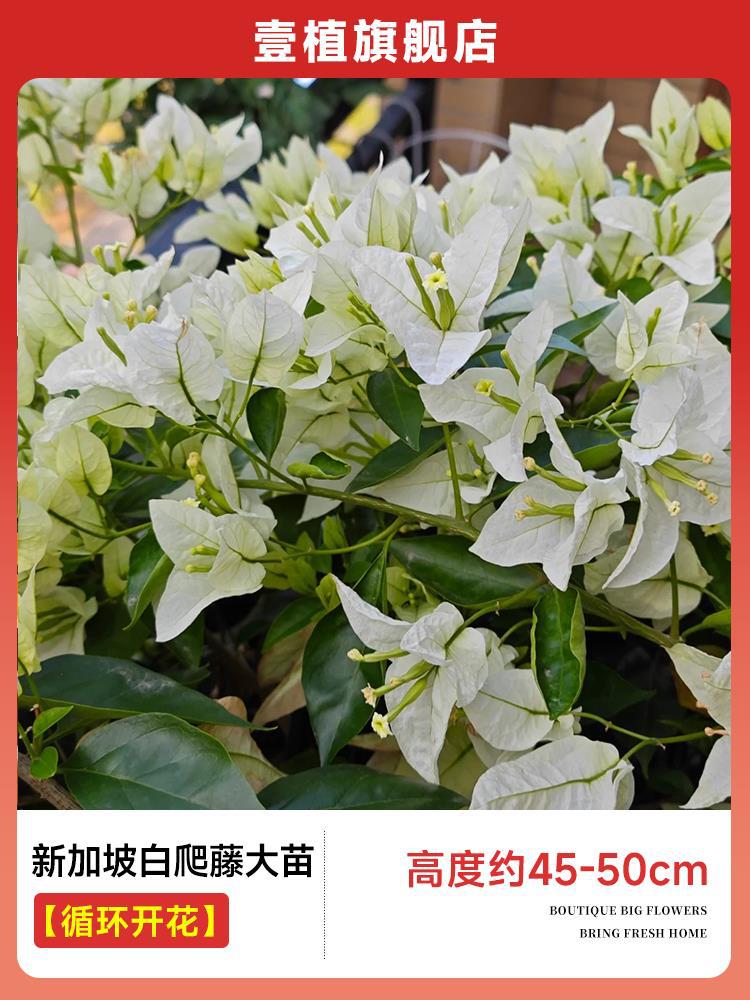 [계절꽃] 싱가포르 백덩굴 모종 [45-50cm]