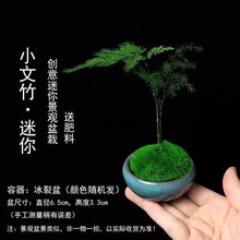 微景观植物创意迷你组合盆栽六月雪文竹景室内办公桌摆好养微绿植