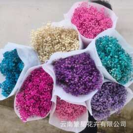 云南永生满天星 工厂直供 永生满天星干花包邮