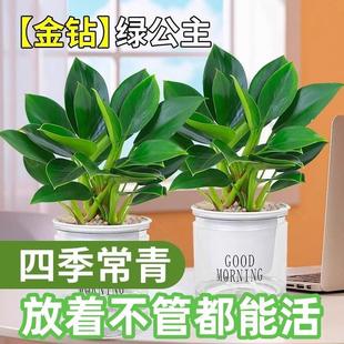 Golden Diamond Green Princess Potted Plant Large Leaf Green Plant Indoor Formaldehyde Absorbing New House Living Room Good for Wealth and Easy to Care for All Seasons