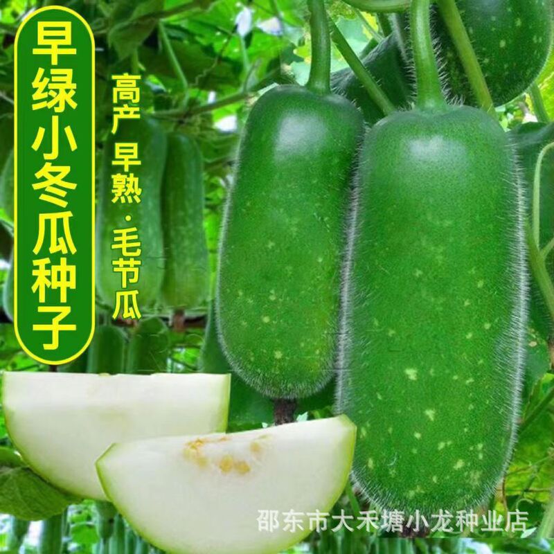 Authentic early green small wax gourd seeds hairy wax gourd small section melon super small wax gourd seeds high yield melon seeds