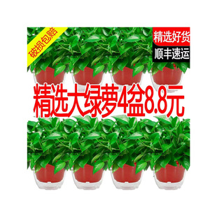 New House Green Radish Indoor Potted Plant Removes Formaldehyde and Purifies the Air Plant Florals Office Living Room Green Plant Green Basket Easy to Maintain