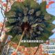 Large Manual 16-Bone Wild Rose Umbrella Sunny and Rain Dual-Use Sunshade Black Rubber Sunscreen Sun Umbrella Shangyu Folding Umbrella
