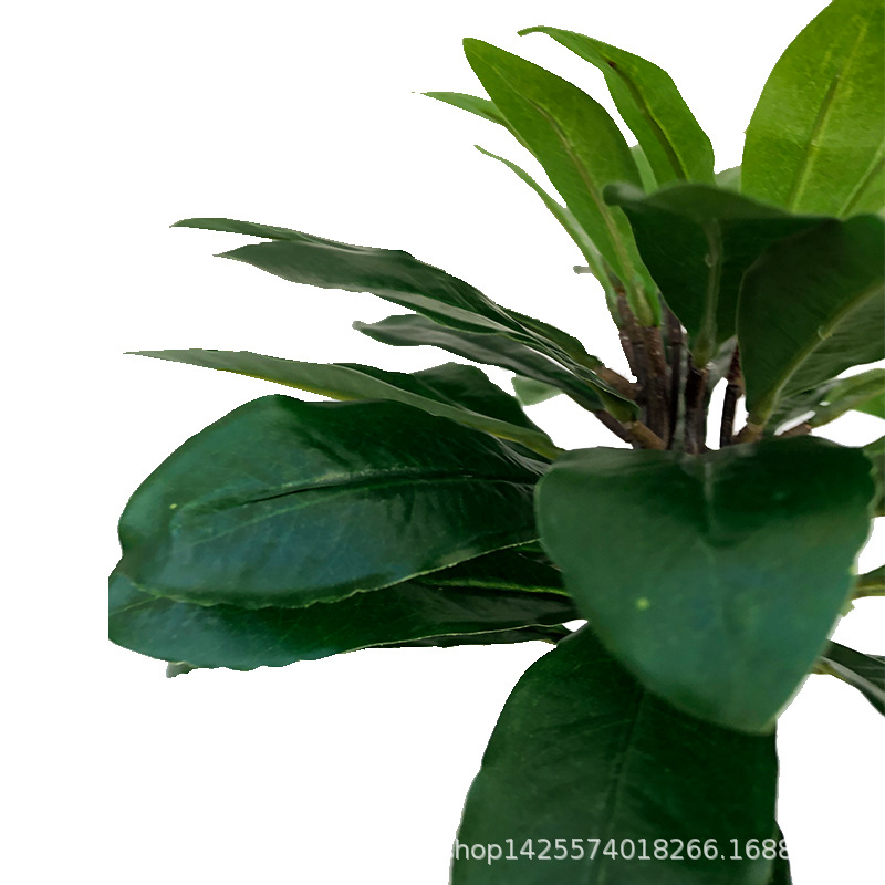 XRS-012 盆栽杨梅树叶  (5).jpg