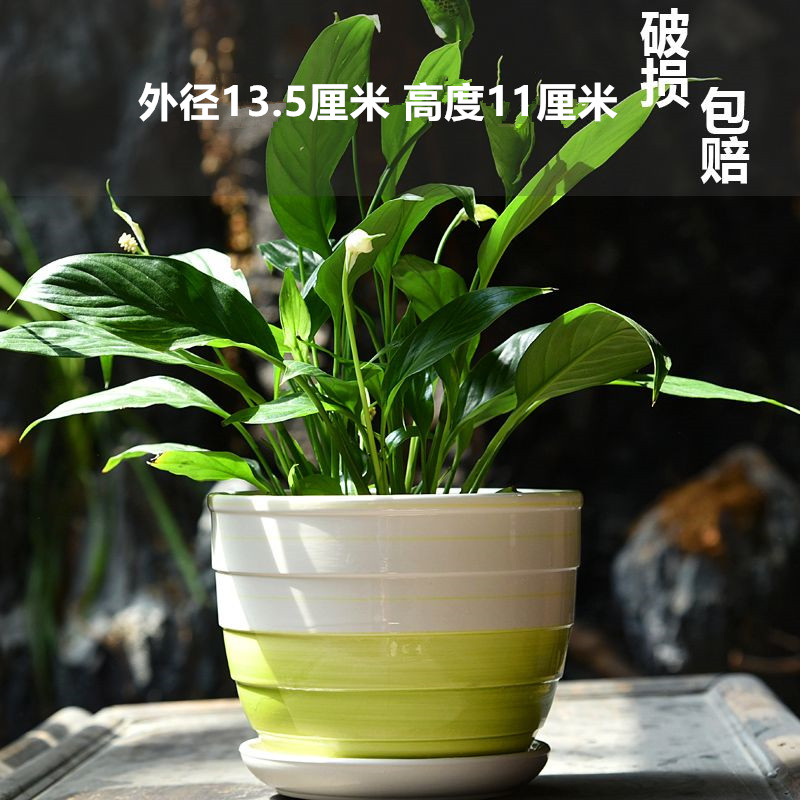 세라믹-메인 사진 중간 사이즈 시원한 여름-대형