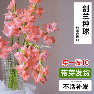 Gladiolus Gladiolus Bulbs Imported from the Netherlands, Perennial Four-Season Blooming Florals, Indoor and Outdoor Cold-Resistant Potted Plant Seeds