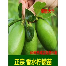 ʘˮ玧ָ͏d҃ȾGֲϘļV|