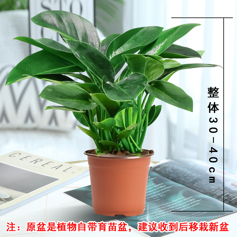 고급 대형 금다이아몬드 30~40cm 3개(오리지널 흙냄비) + 영양액 [마오성 추천]