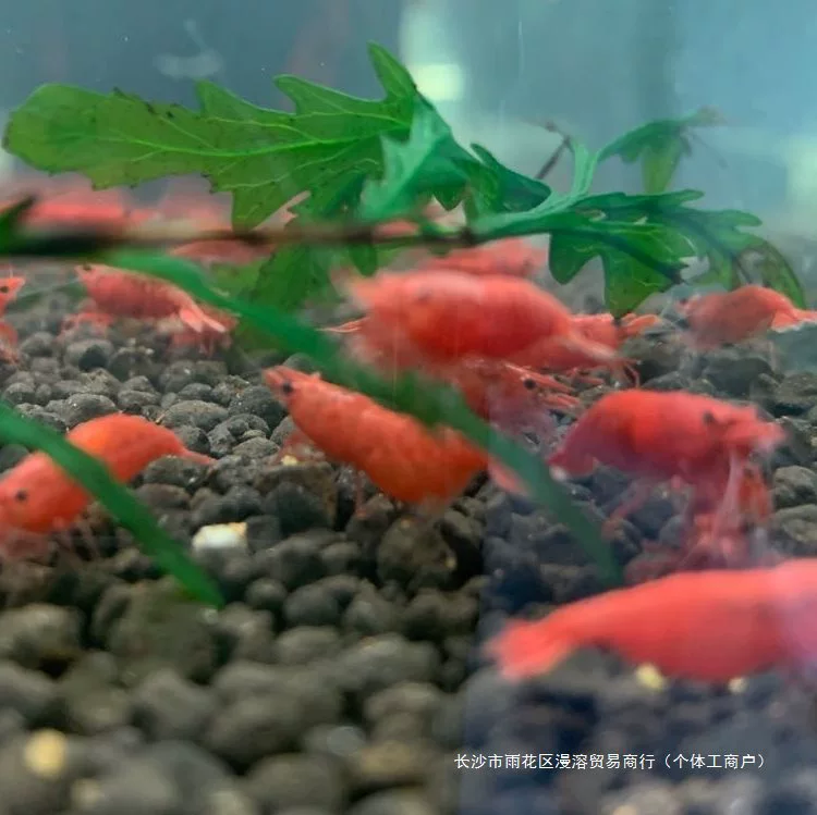  Volcano Destroyer Sky Blue Devils Aoba Shrimp Fire Sakura Snowball Rice Crystal Shrimp Watch Shrimp