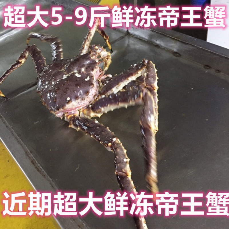 帝王蟹海鲜鲜活进口斤超大蟹长脚蟹顺丰批发商用包邮