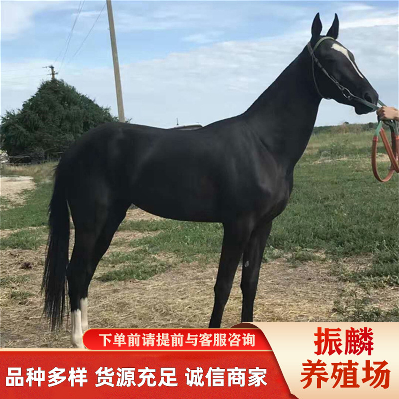 骑乘马品种 马匹养殖场出售旅游马 马匹价格纯血马养马场