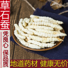 精选草石蚕中药材干货中草药材无硫 正品土冬虫草地蚕500克