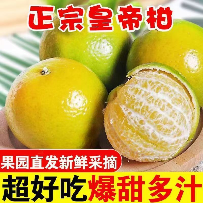 广西皇帝柑新鲜橘子水果当季现摘蜜桔子贡柑甜橘老树大果包邮代发