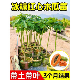 ˮ��ľ���簫�����Ǽt��ľ�����ļ�ͥԺ��زî���Y����ľ�Ϙ���