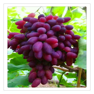 �����t˂�����̫��̖ꖹ�õ�����ј��m�{��ʯ�޷����Ѯ���Y��