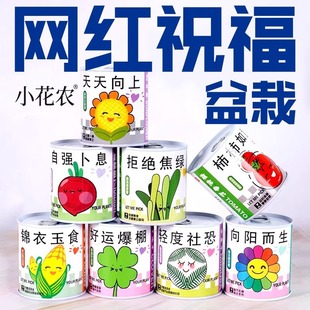 Planting Small Potted Gifts, Cultivating Canned Flowers, Canned Plants, Desktop Easy-To-Grow Seeds, Strawberry Sunflower Planting