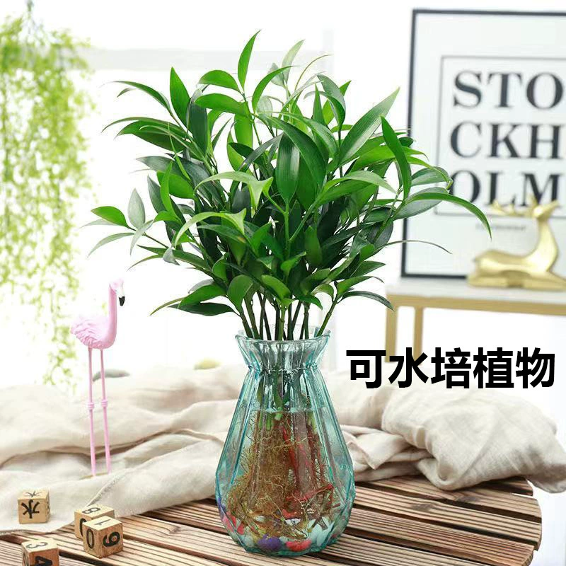 Бамбуковые кипарисовые растения в горшках