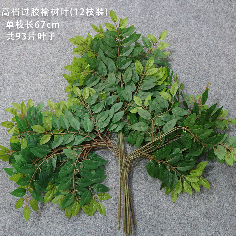 El Olmo verde de tres ramas deja una docena (12 ramas)