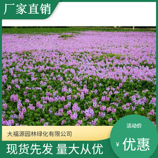 ��ľ���������l��ˮ��ֲ�� �P��ɏ   �˹����u��� ֱ�N