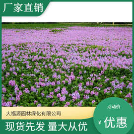 苗木【基地批发】水生植物 凤眼莲   人工浮岛配材 直销 