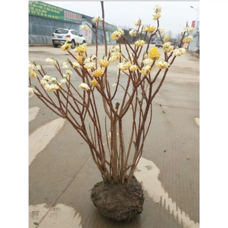 庭院植物结香苗结香花苗结香大小苗金腰袋打结花梦冬花浓香树苗