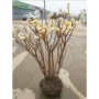 浓香植物打结庭院结香