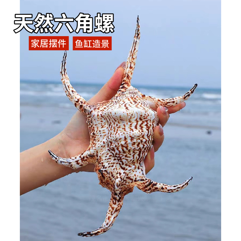 Extra large hexagonal snail conch natural shell creative gift coral…