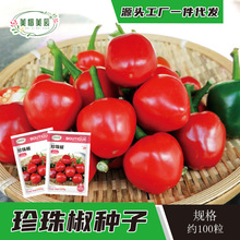 珍珠椒种子观赏椒食用泡椒辣椒种子香脆微辣阳台盆栽田园种植种子