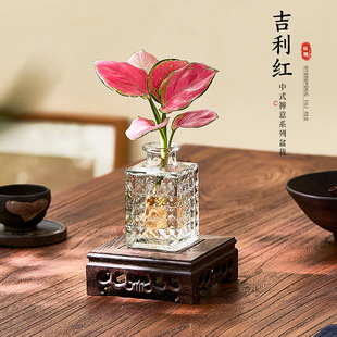 ��Ʒ�����tˮ��ֲ�ﻨ������ʺ�����ˮ�B�҃������m�ϑ����B�Ļ�