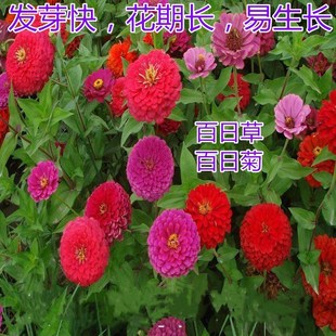 Zinnia Flower Seeds Easy to Sow Outdoor Flower Seeds Courtyard Balcony Potted Flower Seeds Zinnia