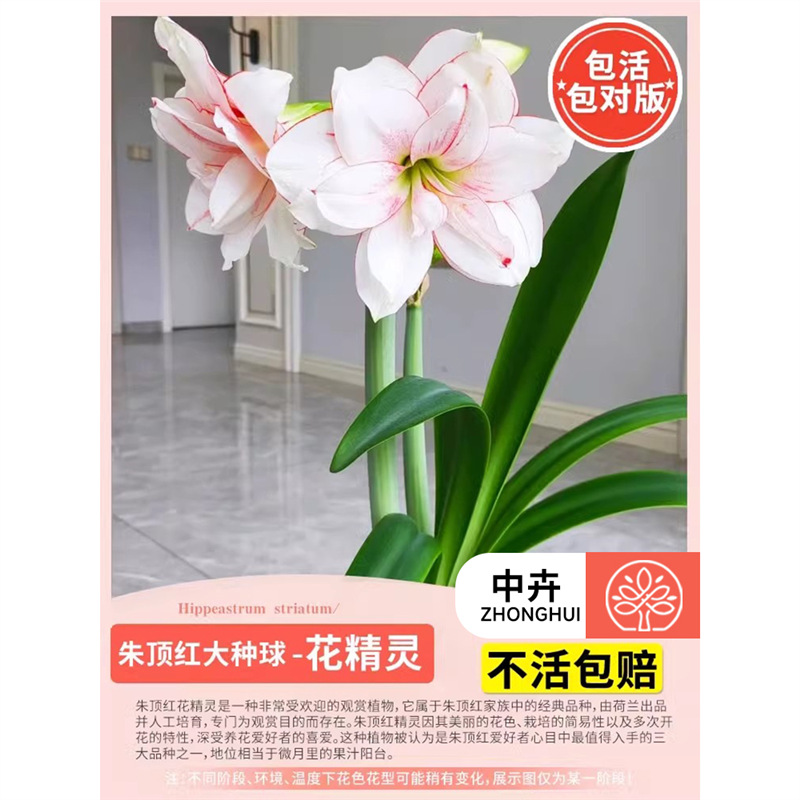 Amaryllis big bulb flower fairy】