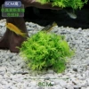 Moss【Little Haystack (Green)】
