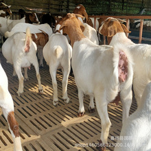 波爾山羊繁殖出售 市面上純種的波爾山羊價格如何 商品羊價格