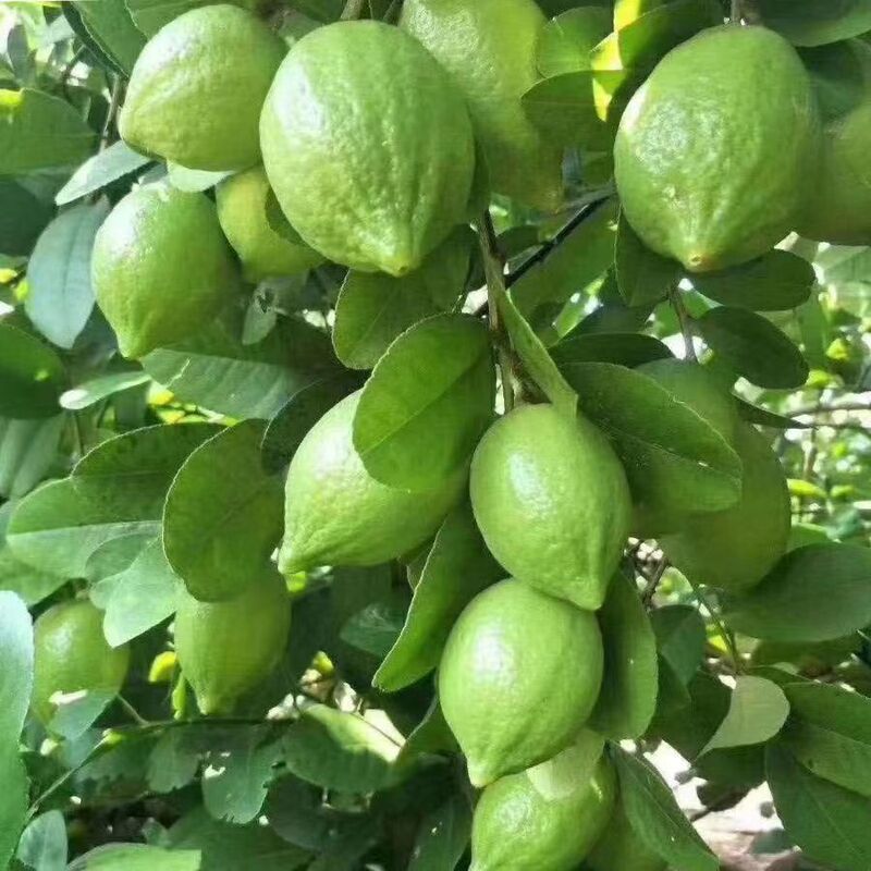Freshly Picked Lemons, Fruit Milk Tea Shop Direct Supply, Thick-Skinned Hand-Made Green Lemons, One-Piece Wholesale, Perfume Lemon Fragrance