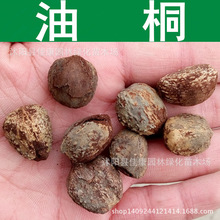 油桐种子 油桐树 桐油树种子 林木种子 桐子树 光桐四季种植
