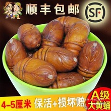 东北产柞蚕蛹新鲜活蚕蛹大黄蚕蛹新货A级大茧蛹蝉蛹500g顺丰