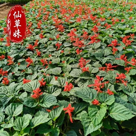 宿根花卉;一二年生花卉;灌木