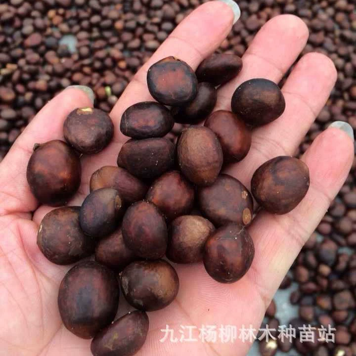 Поставка семян мушмулы семена плодовых деревьев мушмулы саженцы различных семян оптом