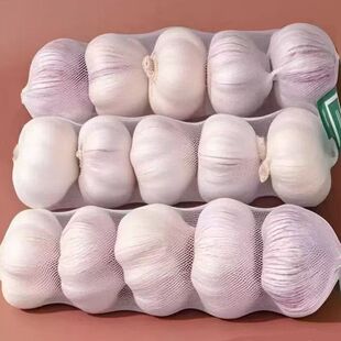 ɽ�|����W�������ԷN��Ƥ���^�̓r�¸������r�ϰ�Ƥ���|���l�r