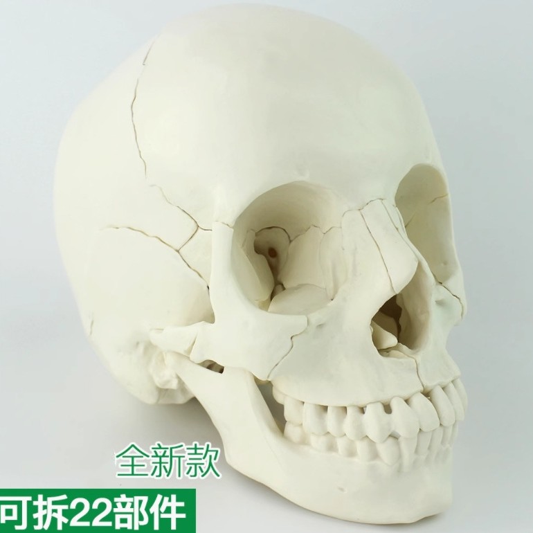 Medicine detachable physiological skull model, postoperative constructor, medical use, training
